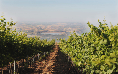 UN’ESTATE FRIZZANTE CON VINI AROMATICI, E NERO D’AVOLA VINIFICATO IN BIANCO