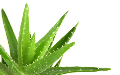 ALOE VERA AL QUADRATO: FORMULA DELLA BELLEZZA