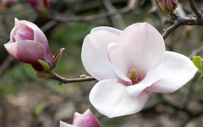 PELLE LUMINOSA CON IL NUOVO ELISIR DI GIOVINEZZA NATURALE E VEGETALE