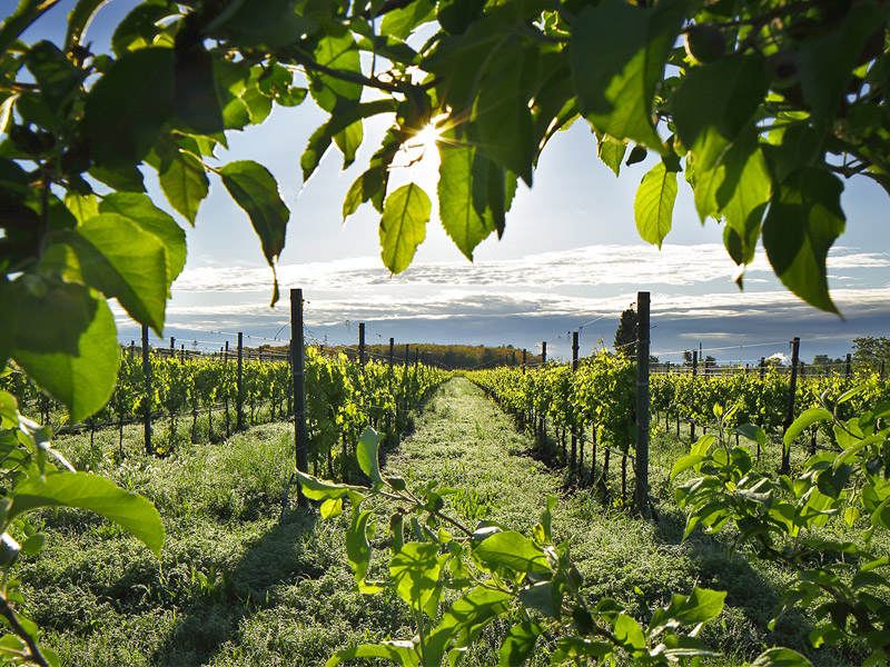 L’ULTIMA FRONTIERA DELL’ENOLOGIA: IL VINO VEGANO