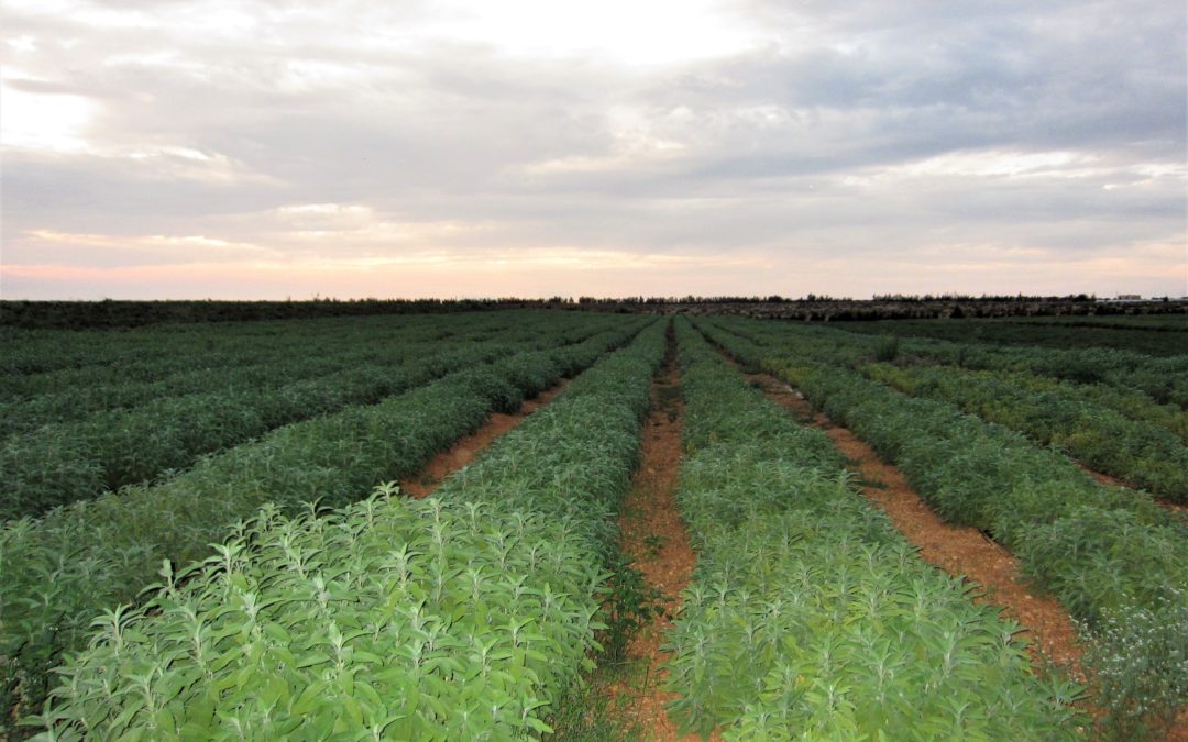 LA SICILIA RACCHIUSA IN PIANTE OFFICINALI BIOLOGICHE