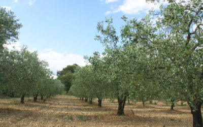 ORO DI SICILIA SULLE TAVOLE STELLATE