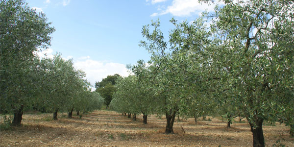 ORO DI SICILIA SULLE TAVOLE STELLATE