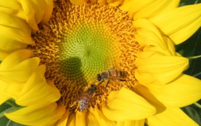 IL PROTOCOLLO CHE SALVAGUARDIA LA BIODIVERSITÁ E IL PATRIMONIO APISTICO