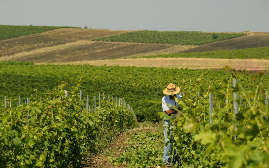 IL BIANCO DI NERO D’AVOLA E IL GRILLO CON UVA TARDIVA: I VINI DI PUNTA DELLA CANTINA SOCIALE TRAPANESE