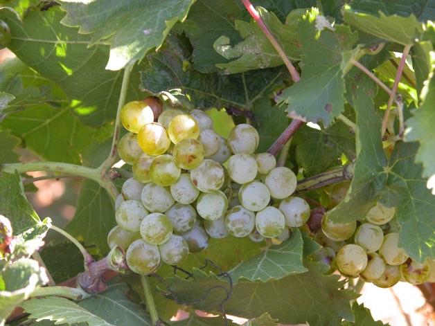 DALLA SICILIA LO SPUMANTE METODO CLASSICO OTTENUTO CON I RACEMI