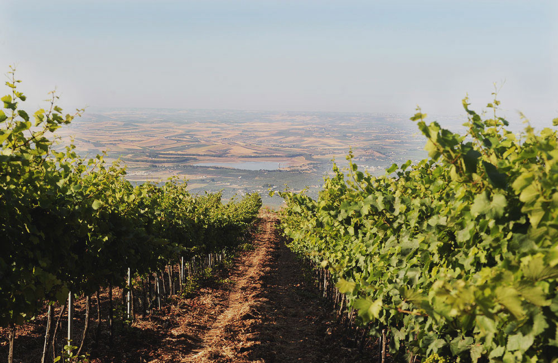 UN’ESTATE FRIZZANTE CON VINI AROMATICI, E NERO D’AVOLA VINIFICATO IN BIANCO