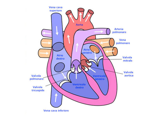 LO SCOMPENSO CARDIACO